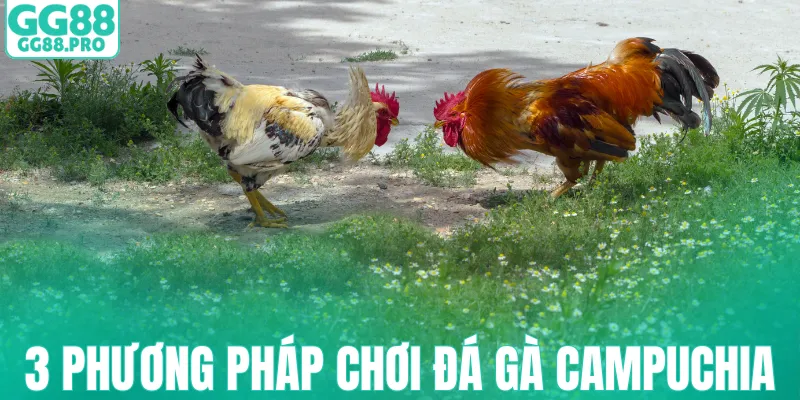 3 phương pháp chơi đá gà Campuchia
