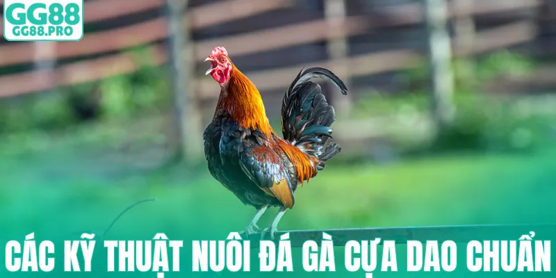 Các kỹ thuật nuôi đá gà cựa dao chuẩn
