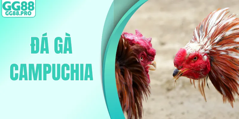 Đá Gà Campuchia - Kinh Nghiệm Cược Đơn Giản, Hiệu Quả 2026