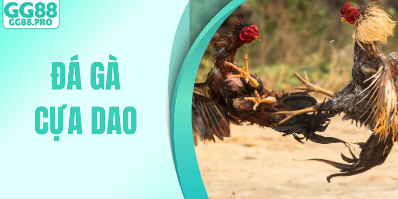 Đá Gà Cựa Dao - Thủ Thuật Chọn Chiến Kê Chuẩn 2026