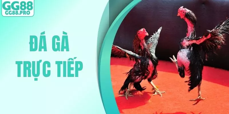 Đá Gà Trực Tiếp GG88 - Những Màn Tranh Tài Đẳng Cấp