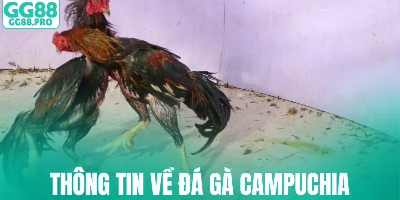 Thông tin về đá gà Campuchia